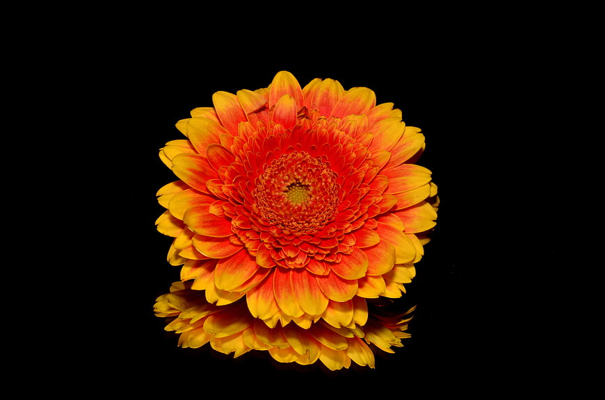 Vibrant Orange Gerbera Daisy With Reflection On Black Background