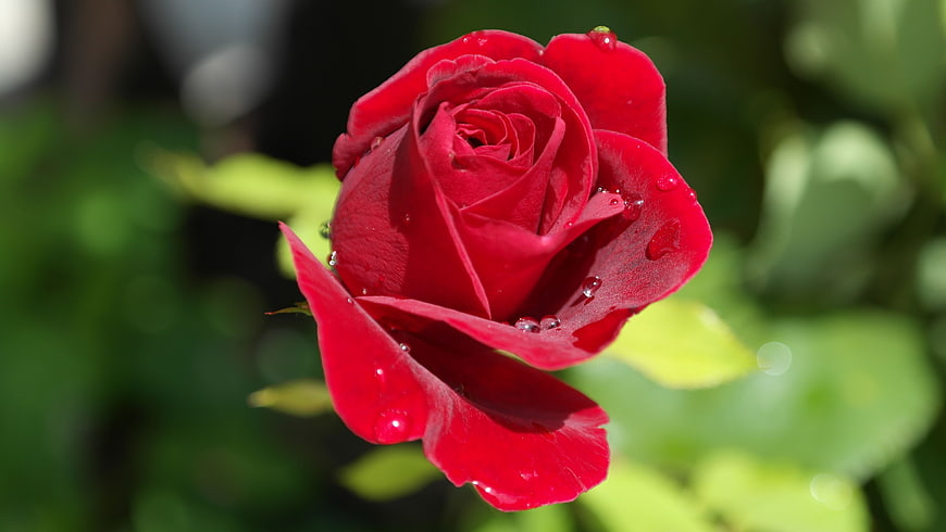 Close-up of a vibrant red rose with dewdrops