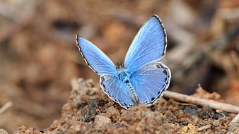 Blue Powder Butterfly Perched On Earthy Soil