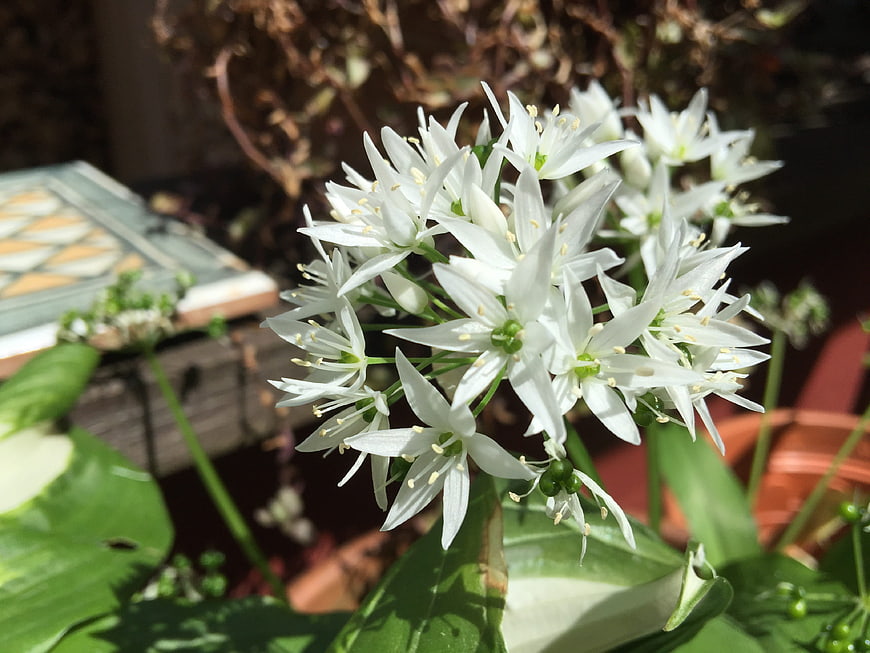Close-up of white wild garlic flowers in garden sunlight