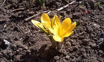 Yellow Crocus Flowers Blooming in Dark Garden Soil