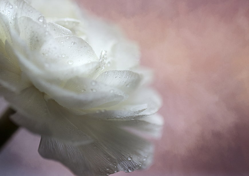 Close-up of white flower petals with water droplets