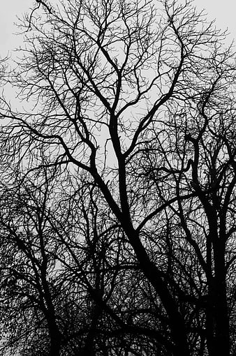 Bare Winter Tree Silhouette Against Overcast Gray Sky