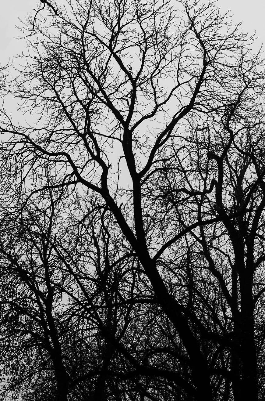 Bare Winter Tree Silhouette Against Overcast Gray Sky