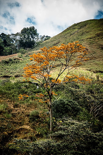 Vibrant Orange Tree on Green Hillside Landscape