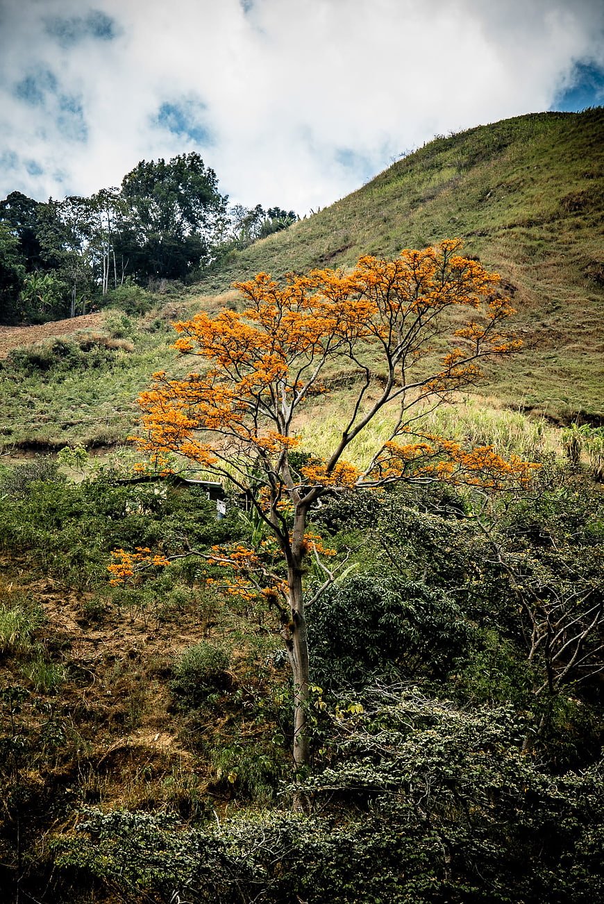 Vibrant Orange Tree on Green Hillside Landscape