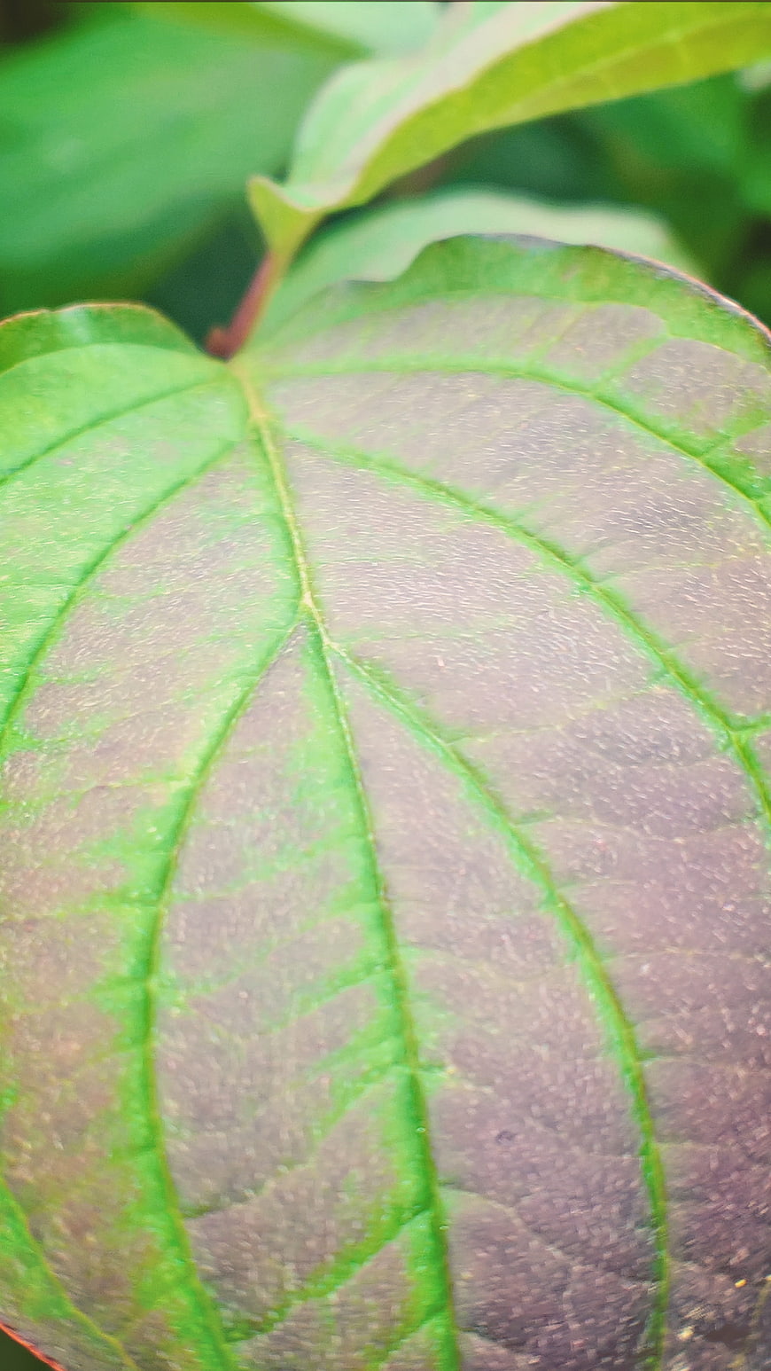 Close-up of green leaf with purple veins and texture