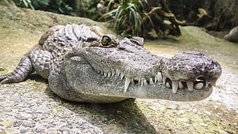 Close-up of a crocodile resting on a rocky surface