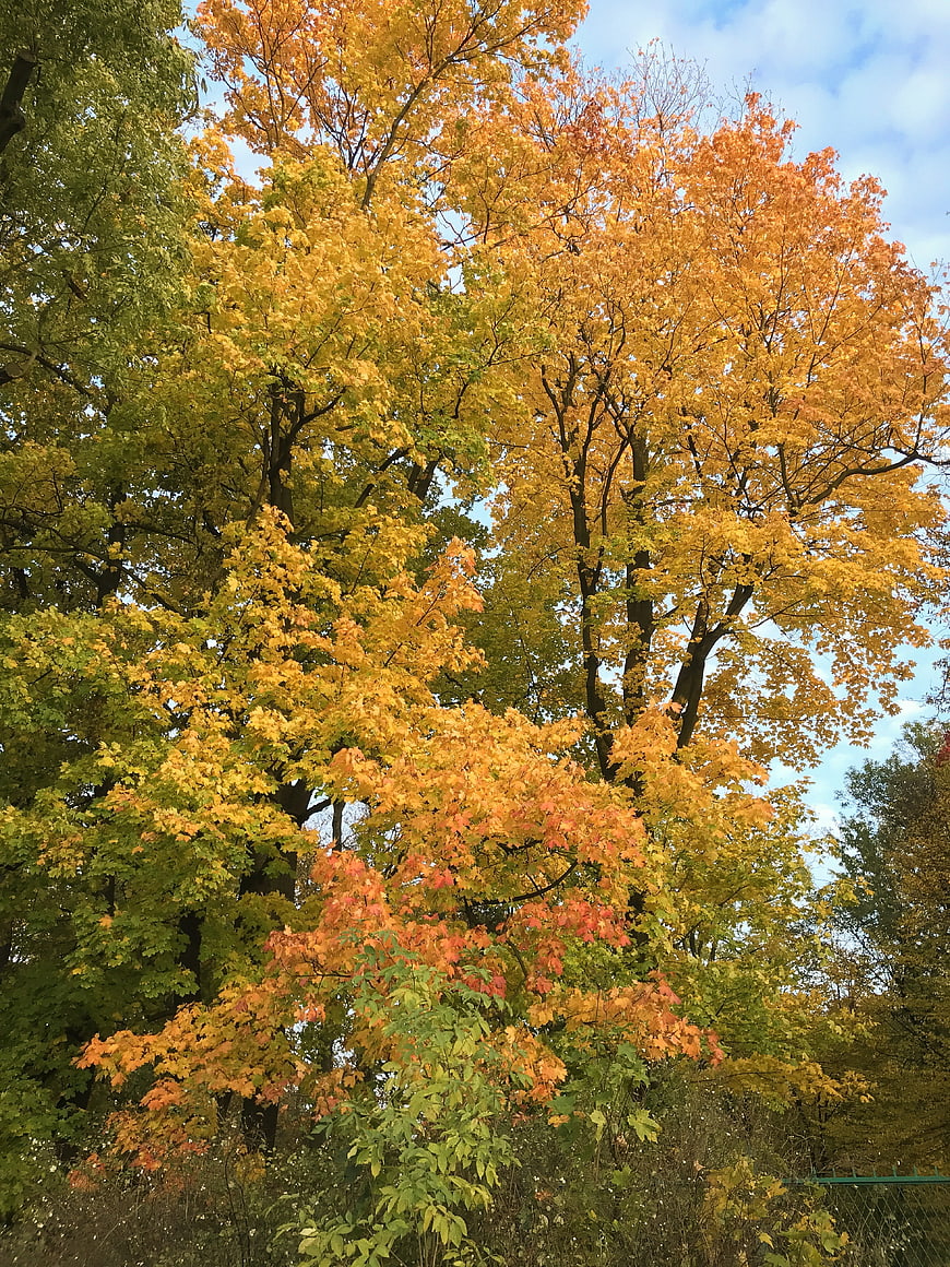 Vibrant Autumn Trees with Yellow and Orange Leaves