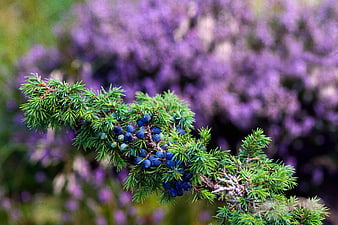 Juniper branch with blue berries against purple heather background