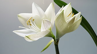 White Amaryllis Flowers with Green Leaves on Gray Background