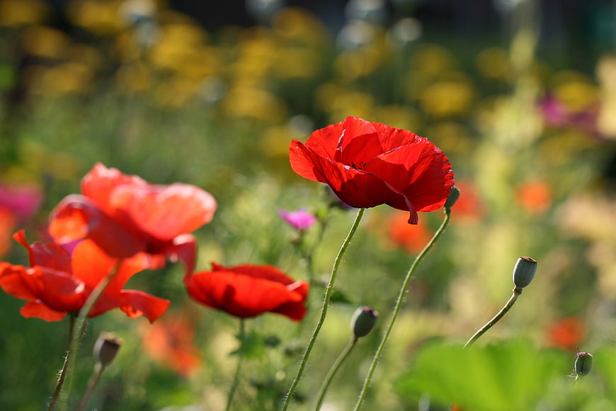 Vibrant Red Poppies Blooming in a Sunny Garden