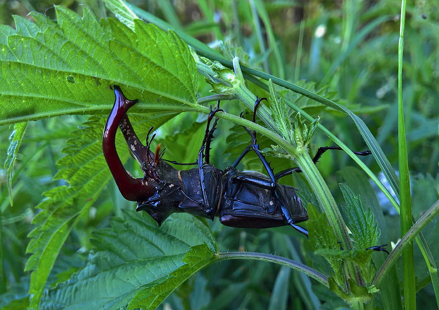 Close-up of a large stag beetle on a green nettle plant