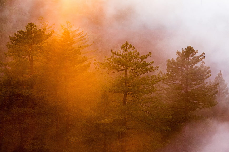 Misty Pine Forest with Golden Sunlight
