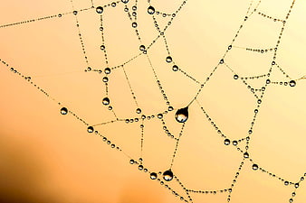 Macro spider web with dew drops on warm background
