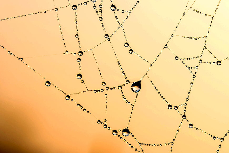 Macro spider web with dew drops on warm background