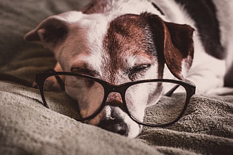 Sleeping Jack Russell Terrier Wearing Glasses on Blanket