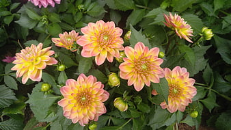 Vibrant Pink and Yellow Dahlia Flowers in Garden