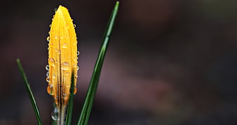Yellow Crocus Bud with Raindrops in Spring