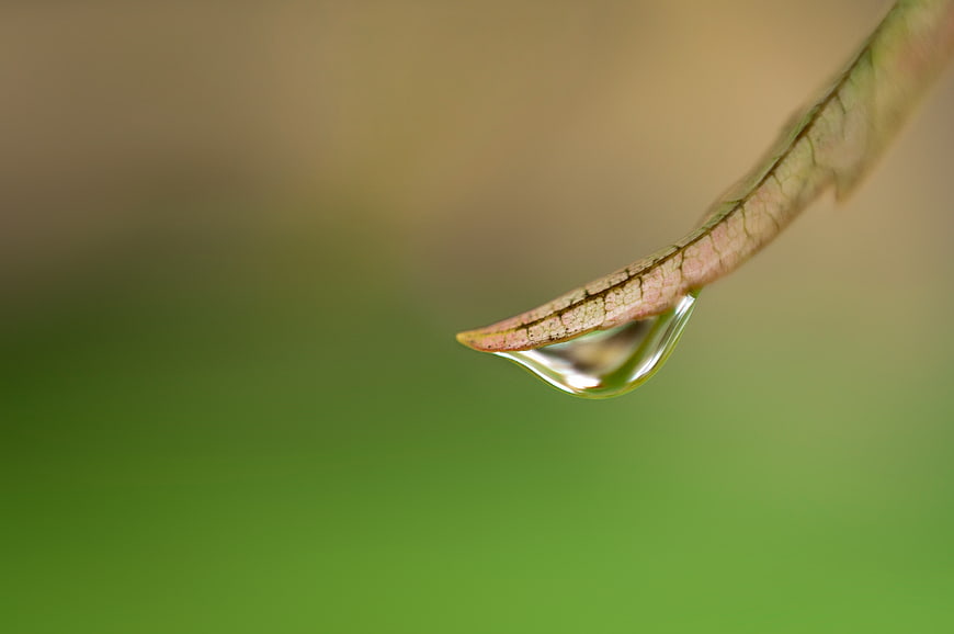 Macro water droplet on leaf tip with green background