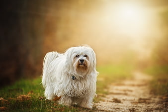 Fluffy White Havanese Dog Walking on Autumn Path
