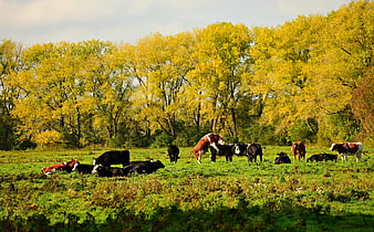 Cattle Herd In Green Pasture With Autumn Trees