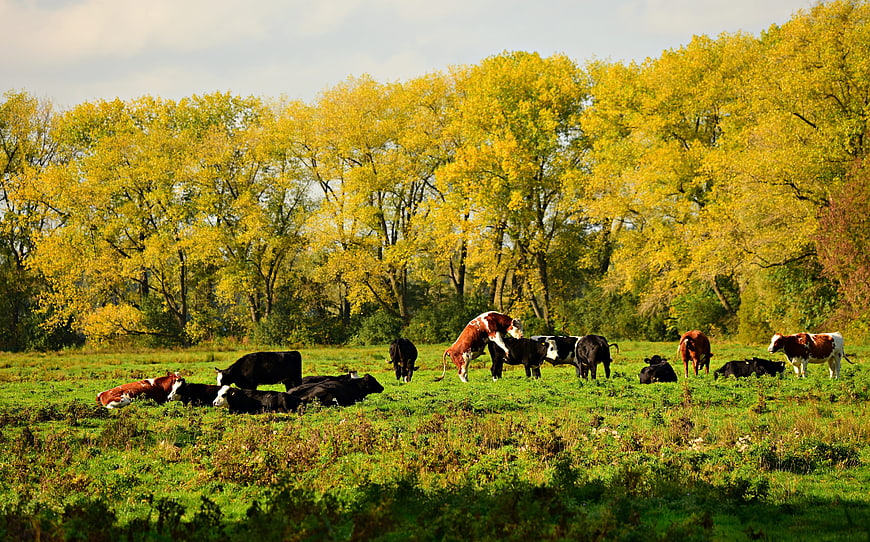 Cattle Herd In Green Pasture With Autumn Trees