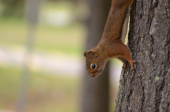 Red Squirrel Hanging Upside Down on Tree Bark