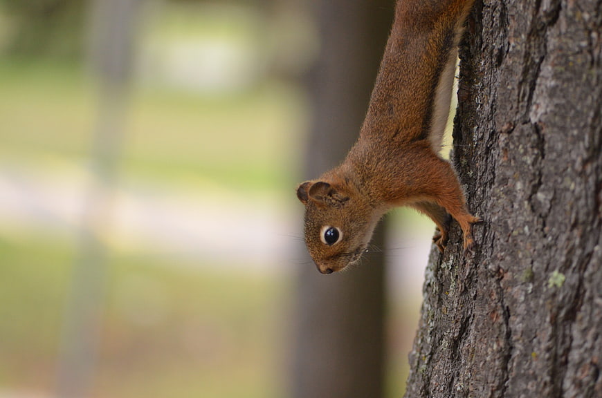 Red Squirrel Hanging Upside Down on Tree Bark
