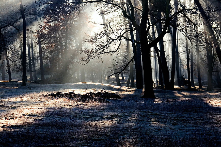Sunbeams Through Misty Winter Forest Trees