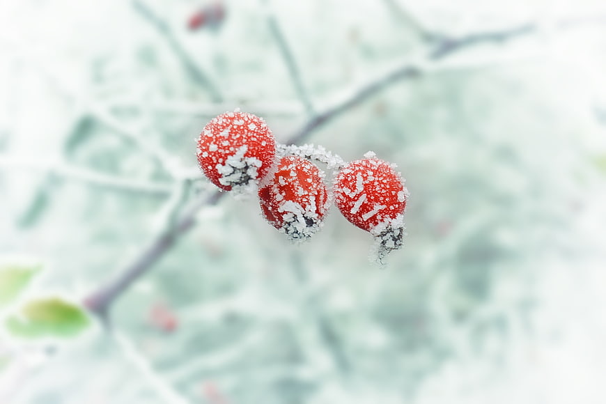 Frost-covered red berries on a winter branch