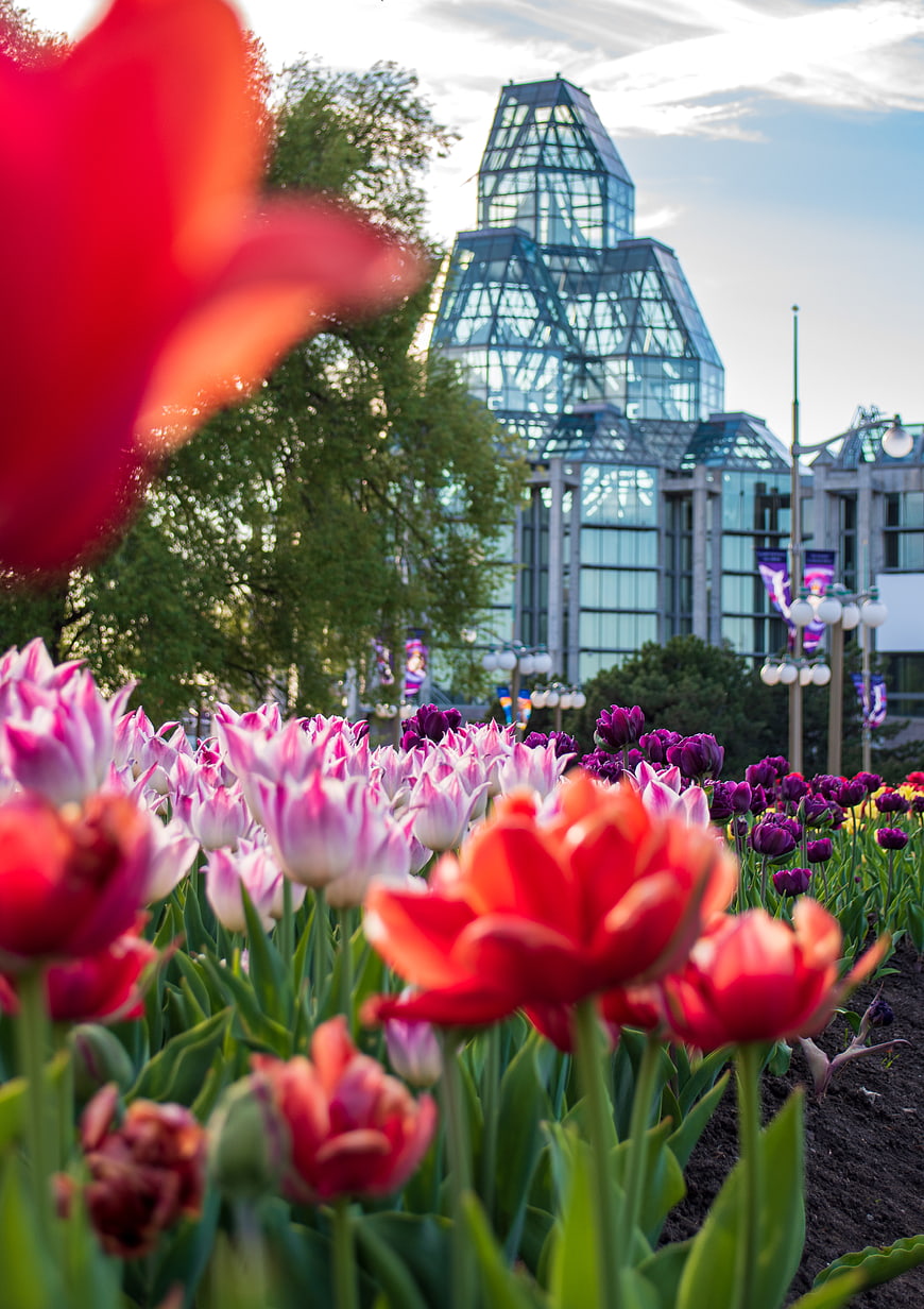 Vibrant Tulip Garden with Modern Glass Architecture Background
