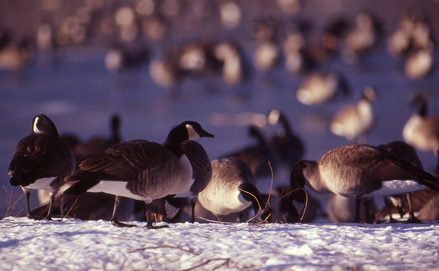 Canada Geese Foraging in Snowy Winter Field