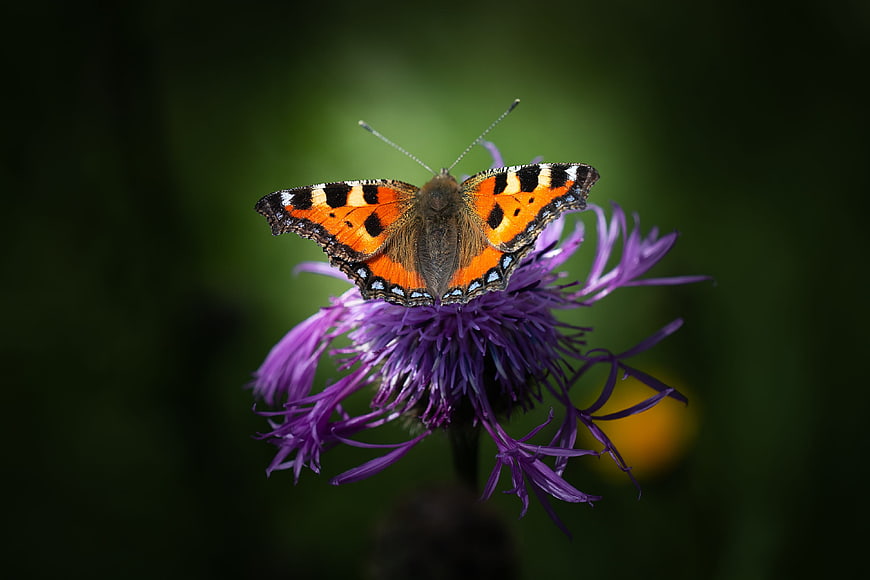 Small Copper Butterfly on Purple Thistle Flower Macro