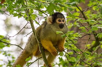 Squirrel Monkey Perched on Tree Branch in Green Forest