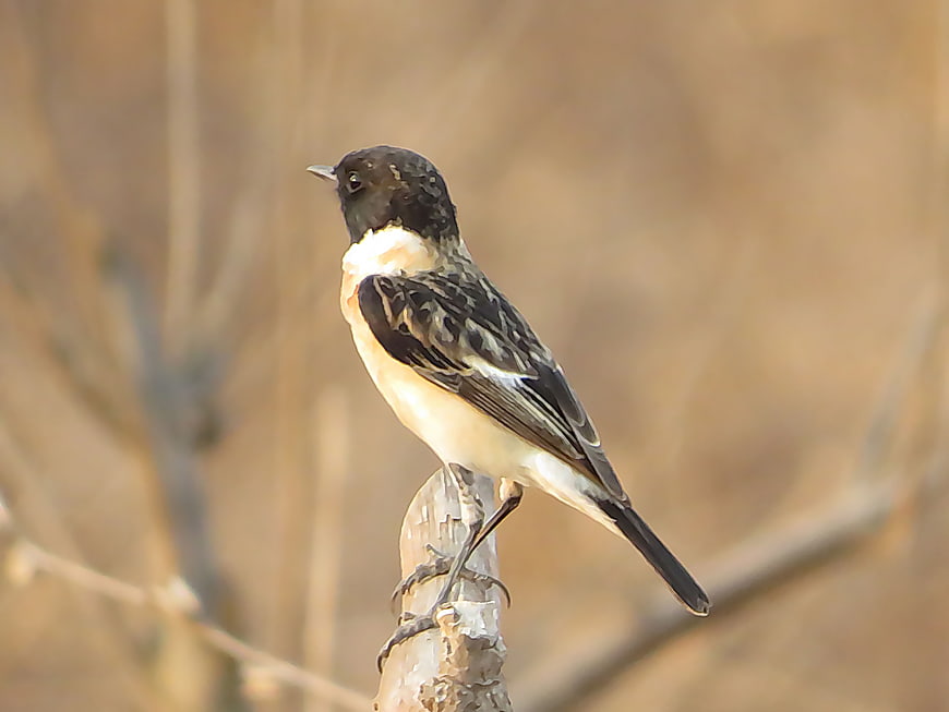 Siberian Stone Chat perched on a branch in nature