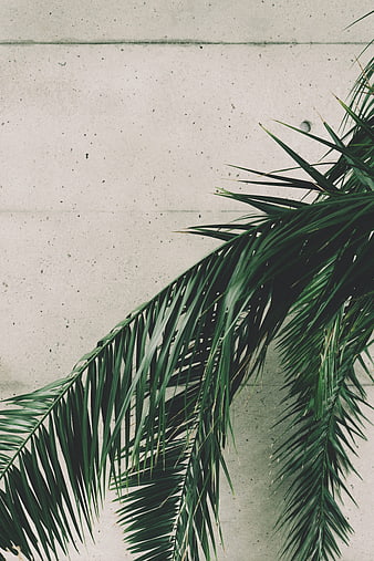 Palm Fronds Against Concrete Wall