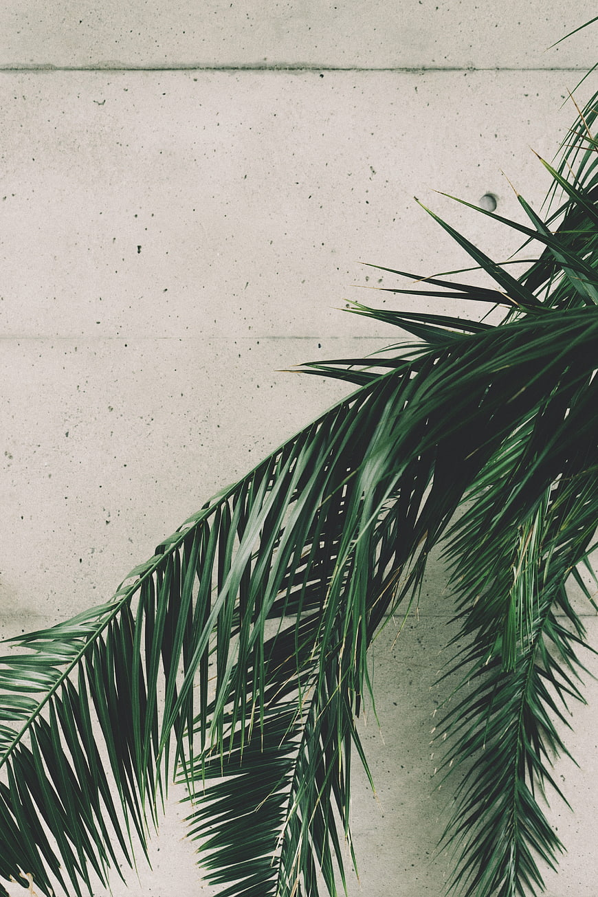 Palm Fronds Against Concrete Wall