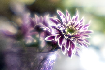 Soft Focus Purple and White Bicolor Chrysanthemums in Glass Vase