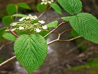 Close-up of Green Viburnum Leaves and White Flower Buds