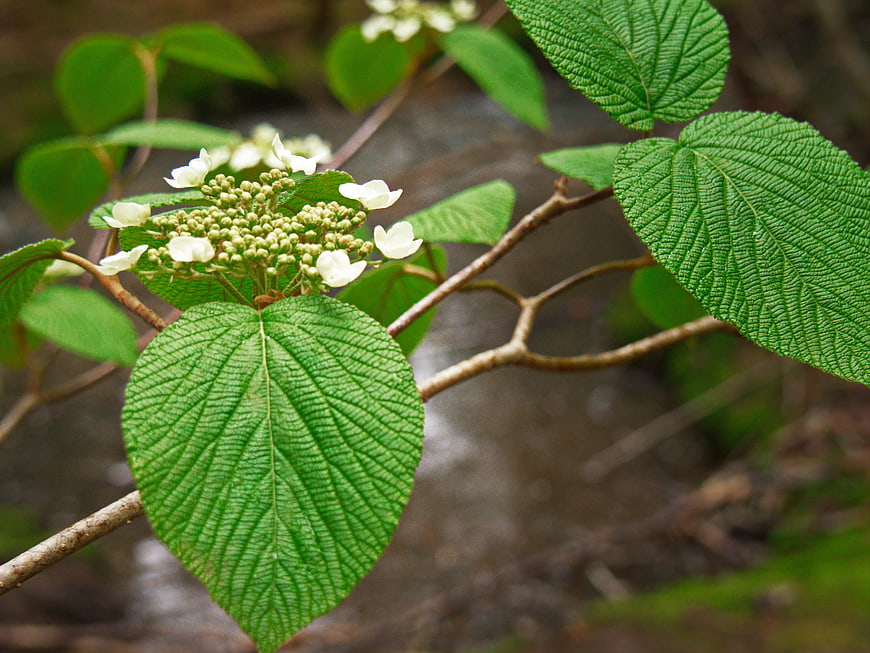 Close-up of Green Viburnum Leaves and White Flower Buds
