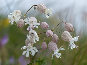 Close-up of delicate white and pink alpine bellflowers