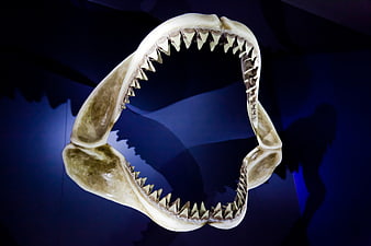 Shark Jaw Skeleton with Sharp Teeth on Blue Background
