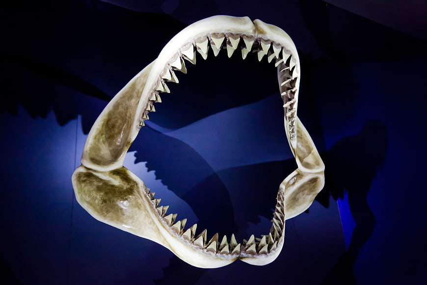 Shark Jaw Skeleton with Sharp Teeth on Blue Background