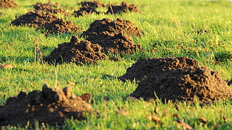 Molehills on a green lawn in golden sunlight