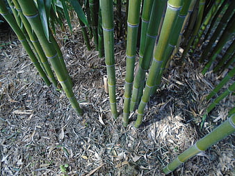 Close-up of green bamboo stalks growing in a forest