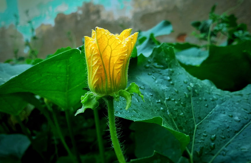 Yellow Squash Blossom with Water Droplets on Green Leaves