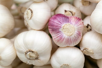 Close-up of fresh garlic bulbs with one purple variety