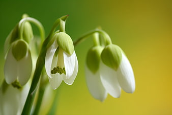 Close-up of white snowdrop flowers against a green background