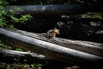 Chipmunk carrying greenery on a fallen log in forest